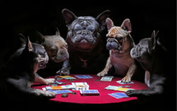 dog money, fiat money, gold, investments