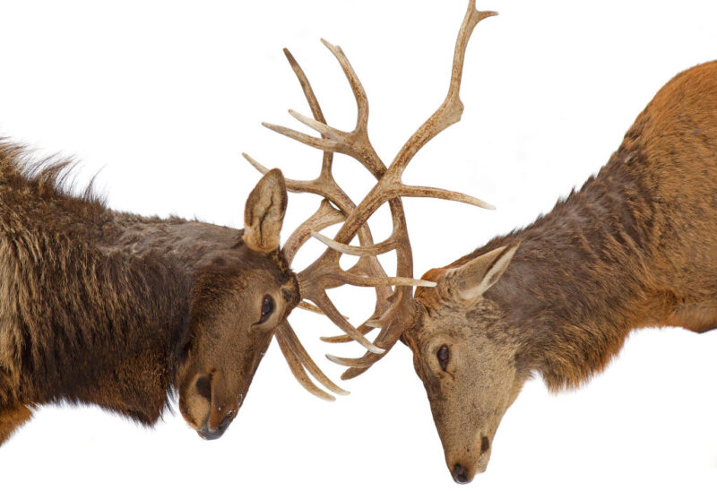 stagflation, Elk stags fighting